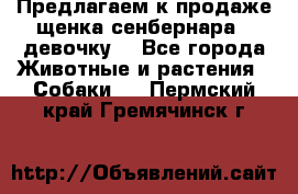 Предлагаем к продаже щенка сенбернара - девочку. - Все города Животные и растения » Собаки   . Пермский край,Гремячинск г.